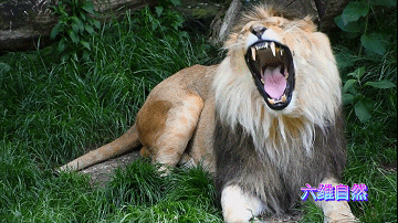 非洲三头雄狮渡河队尾的雄狮见河马来袭猛兽大难临头也各自飞