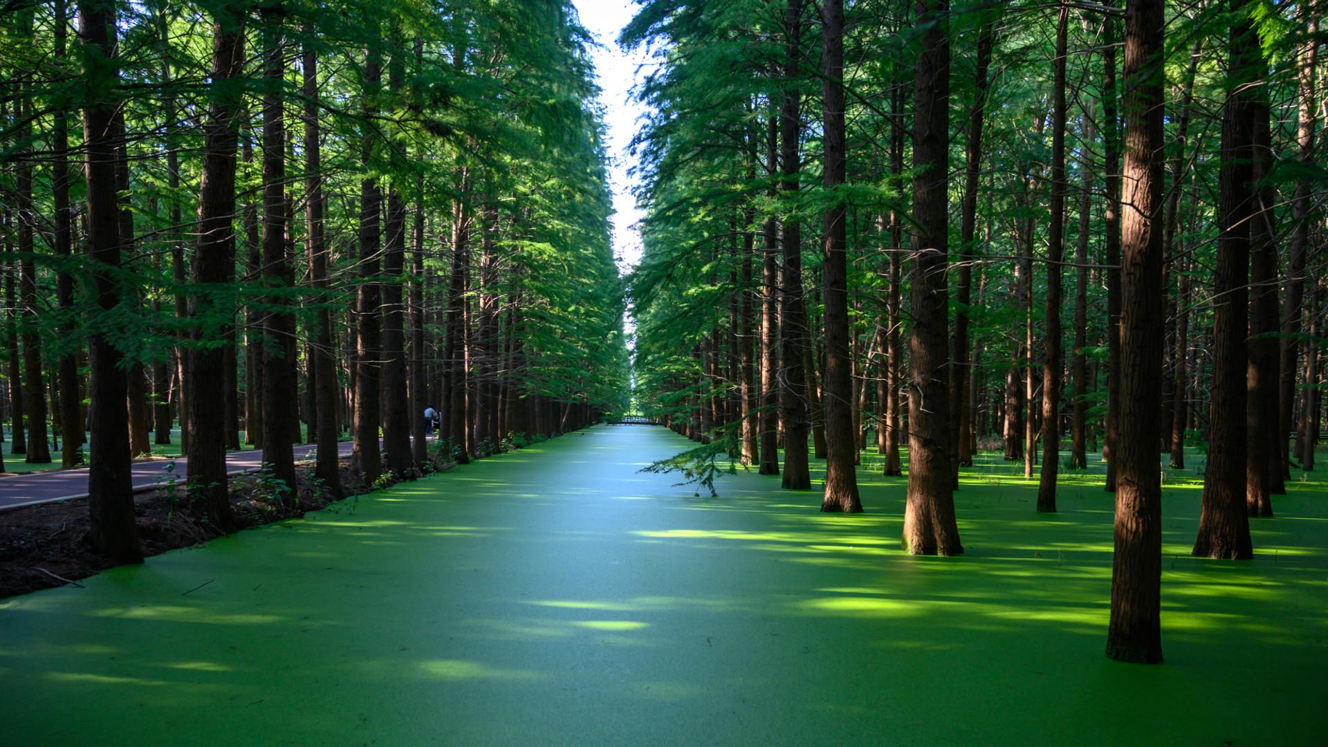 江苏一罕见水上森林,曾是普通林场,今耗资12亿华丽变身4a级景区