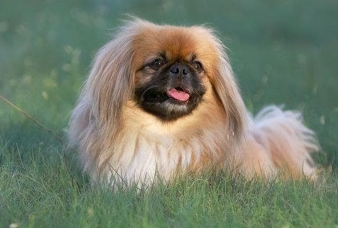 青年守寡的慈禧太后,其它都不爱却独宠此犬——北京犬!