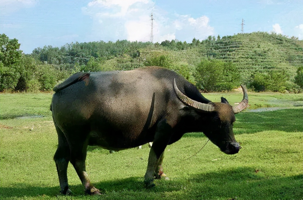 故事:广西老农自爆家中隐秘,老水牛夜晚拉灯绳,专家查明真相