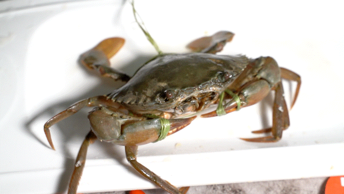 广东9种螃蟹,你都吃过几种?最新吃蟹地图来了