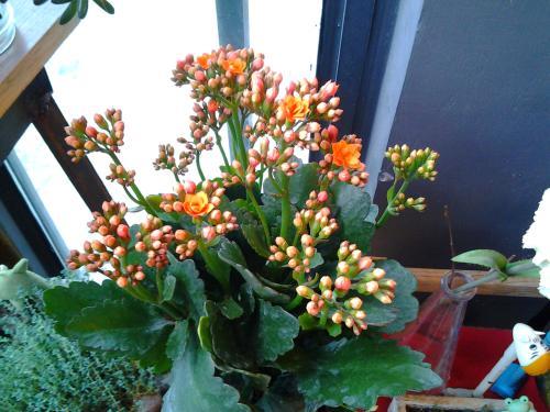 "长寿花"买回家,盆底垫点"料",不烂根,不黑腐,还猛开花