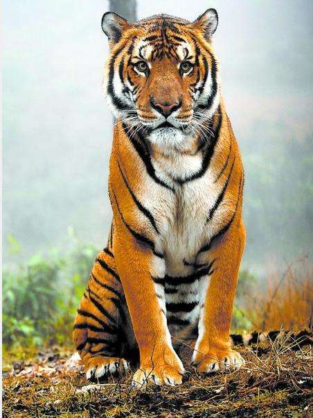 中国最厉害的猛兽