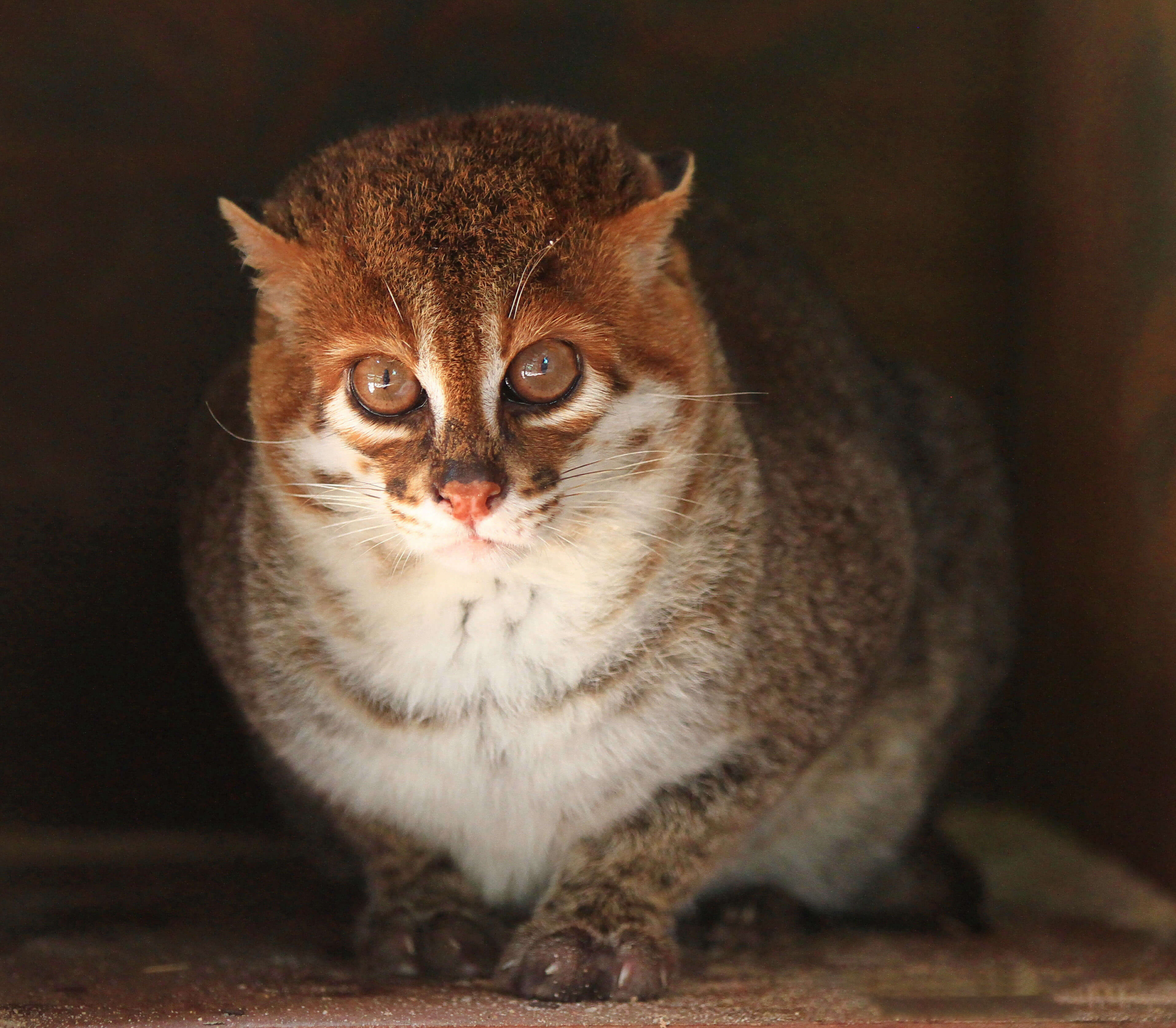 无法确定遗传起源?盘点你不知道的5种猫科动物