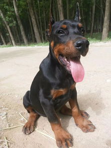 北京哪里收购宠物狗的地方