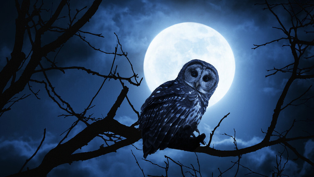 立冬将至,农村老鼠少了,为何夜里也没了猫头鹰的叫声?是好事吗