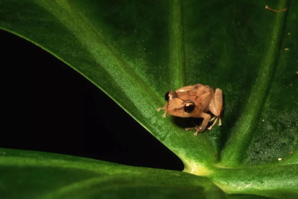 世界叫声最大的青蛙:科奎蛙pk巨蜗牛,竟然不是蝌蚪变大的