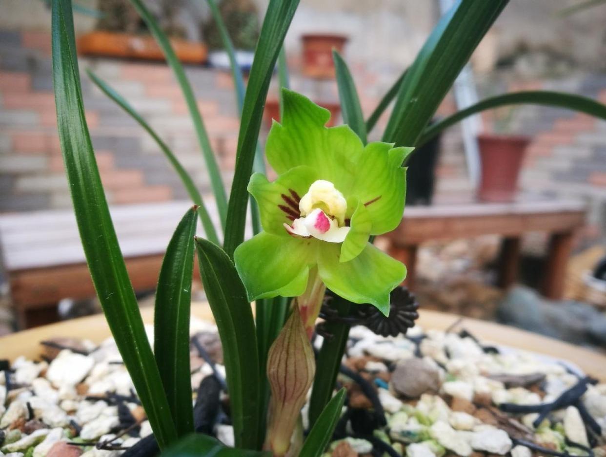 春兰皇后—绿云,宛如邻家小妹,娇羞秀美,花型独特,好养易打理