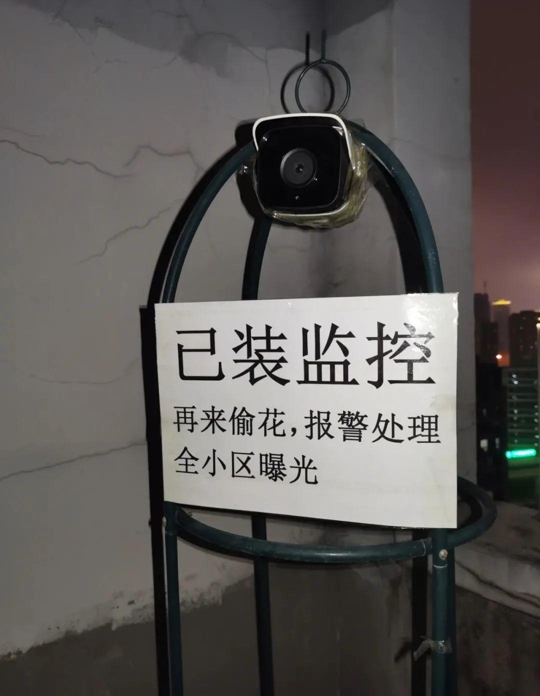 大马路上几百棵花,一夜之间被挖空,猖狂的偷花贼!