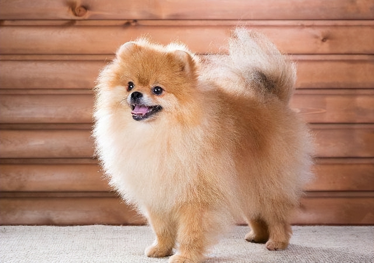 博美犬偏瘦是什么原因?如何让狗狗长胖些?