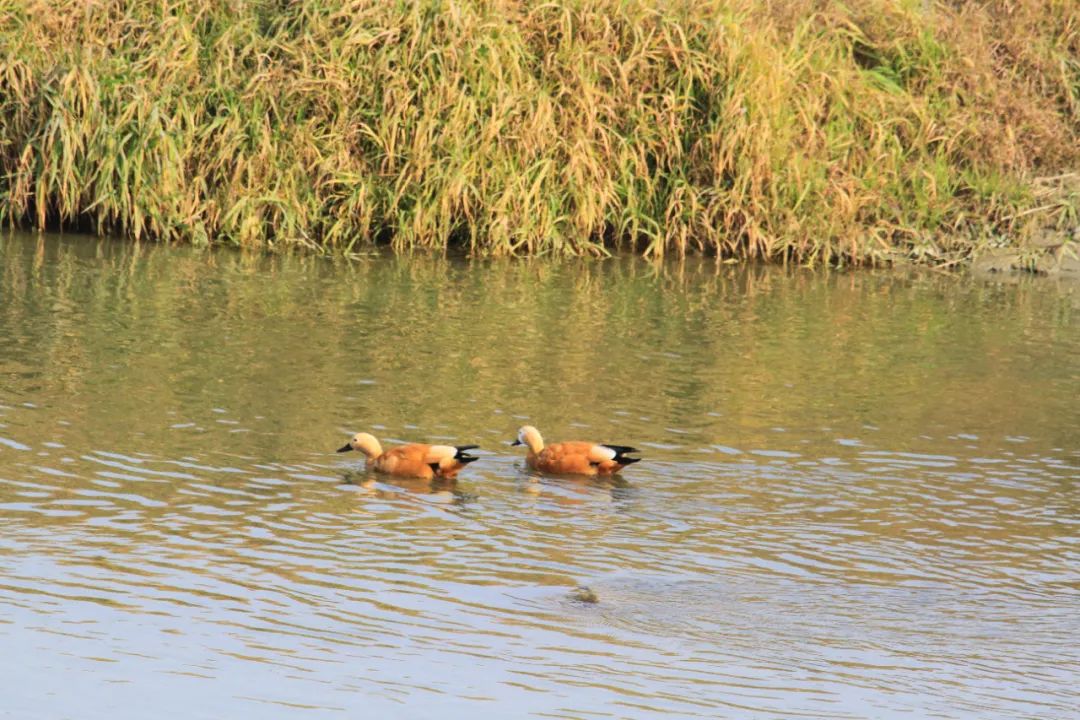 重访鹭鸟庄园:被媒体捧红后,继续孤独打造乐园