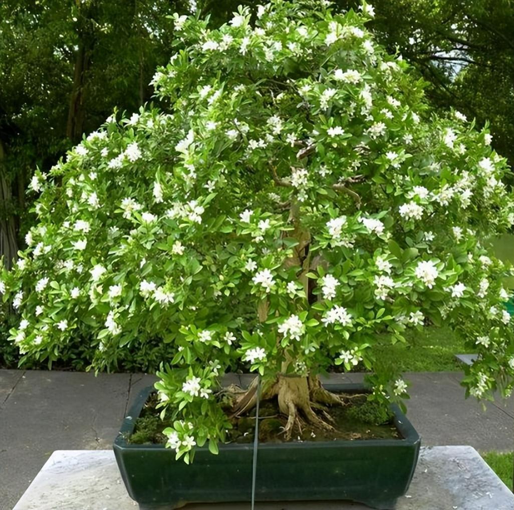 阳台放两盆"香水皇后",香气浓郁,可净化空气,关键是适合新手