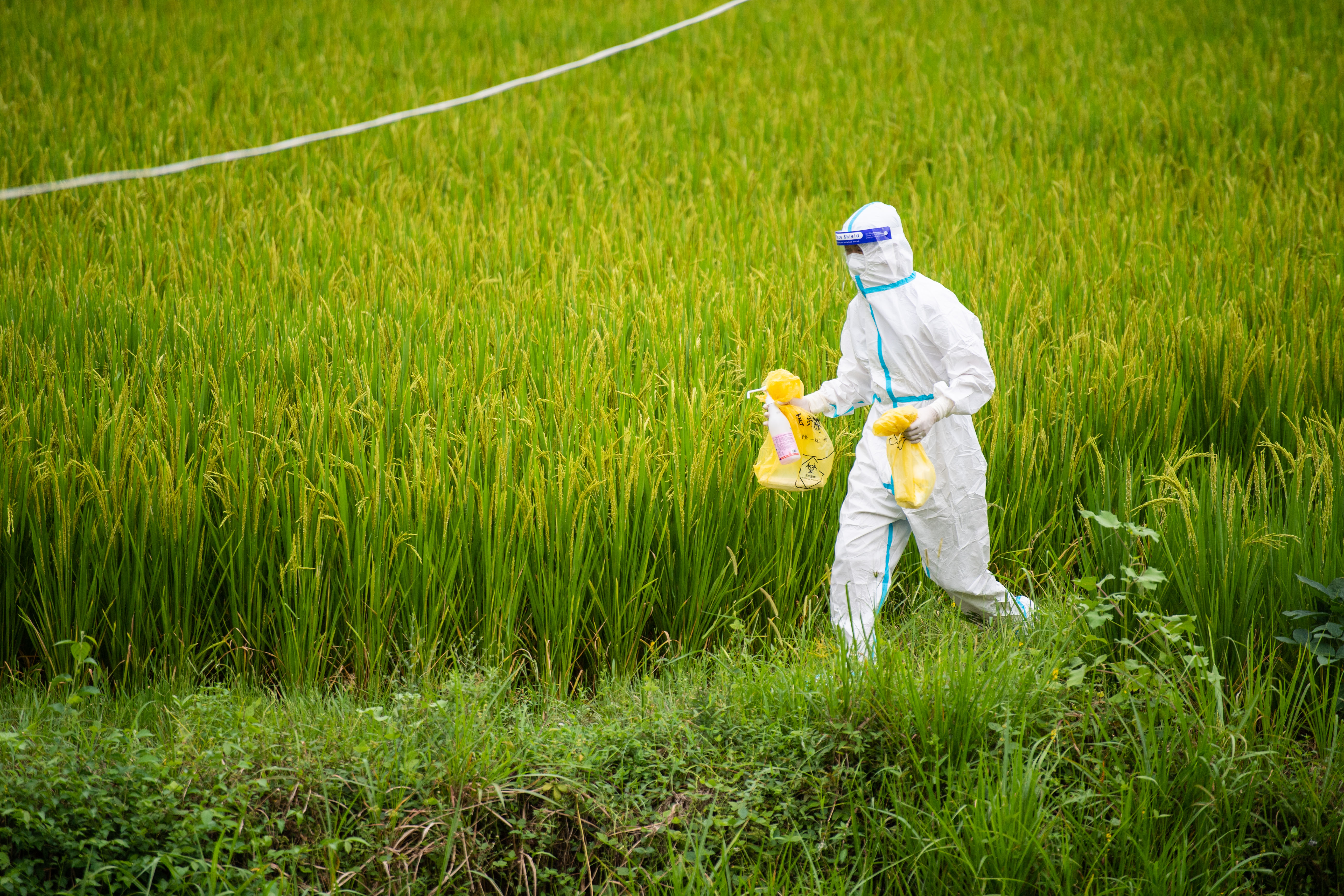 张家界抗疫一线的医护夫妻(2)