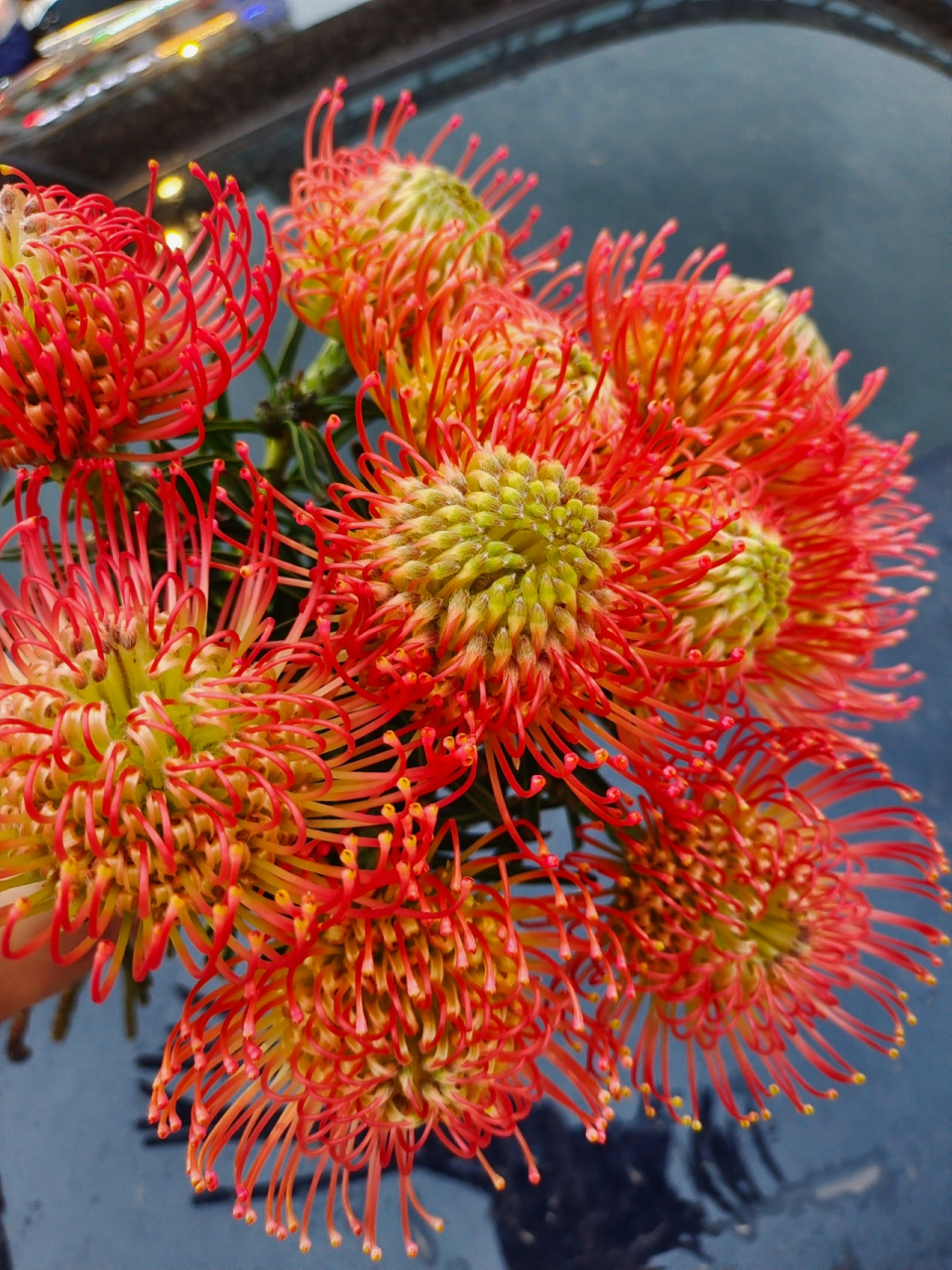 针垫花 / 烟花菊 针垫花(leucospermum sp.