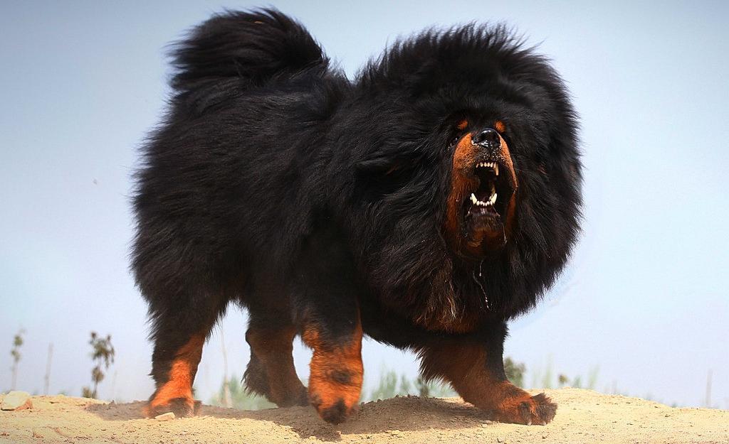 藏獒最怕什么狗?为什么