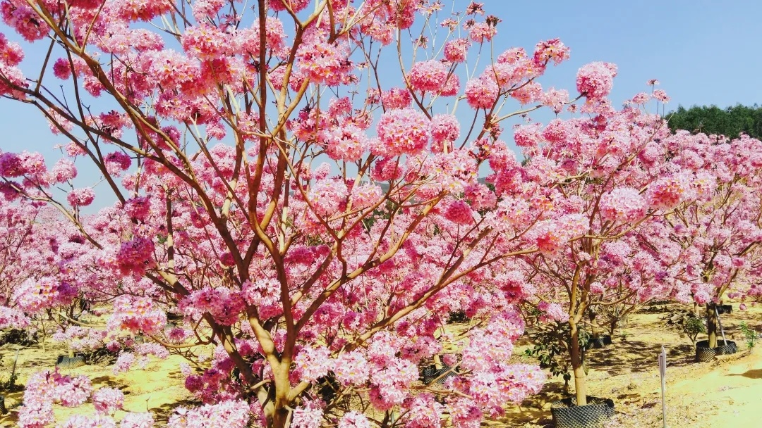 江门紫花风铃木花海图片