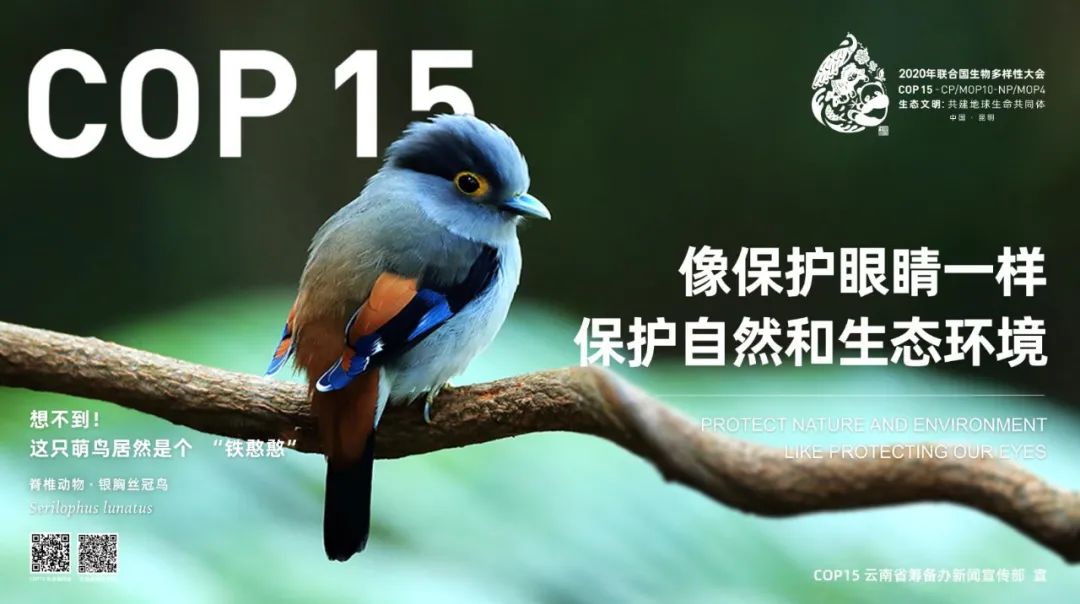 昆明cop15海报图片