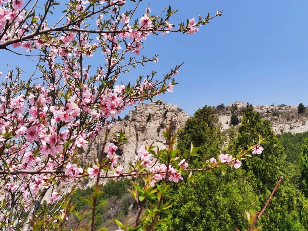 全程无门票,济南最佳赏桃花踏青登山游玩攻略(实拍)