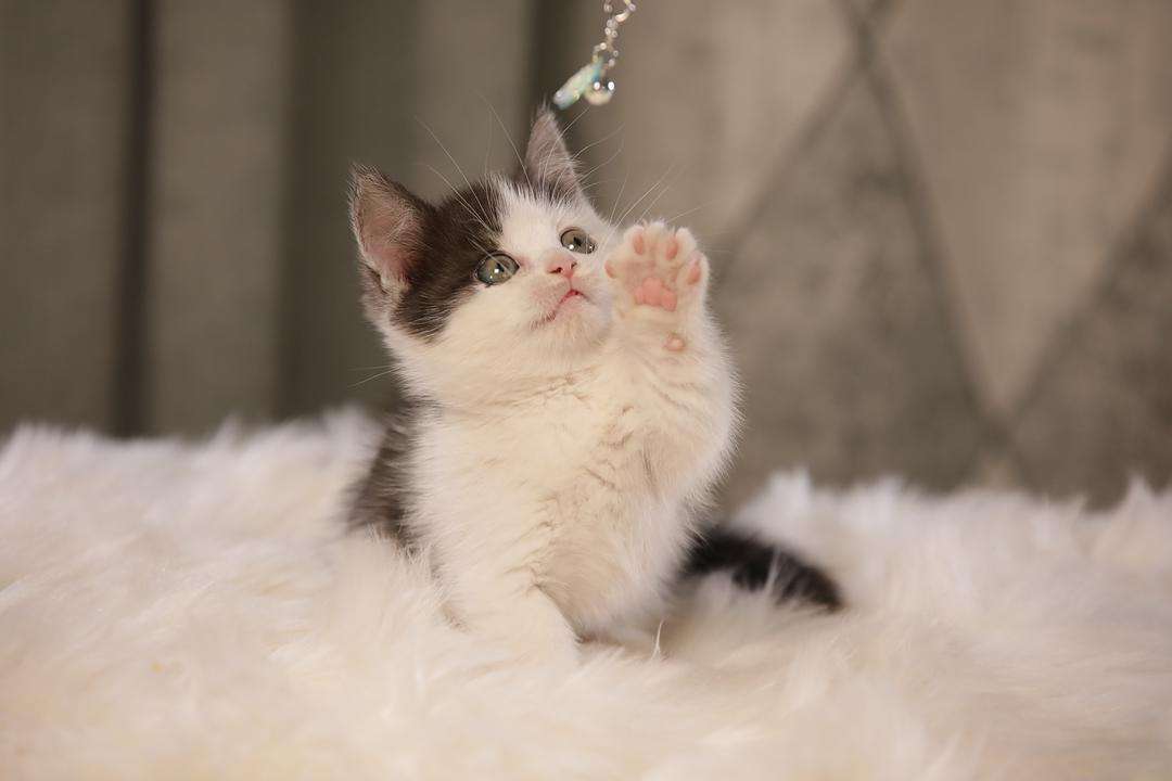 曼基康矮脚猫,养了之后,才发现真香