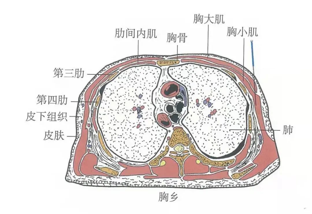 穴位知识:胸乡,为治胸胁支满之要穴