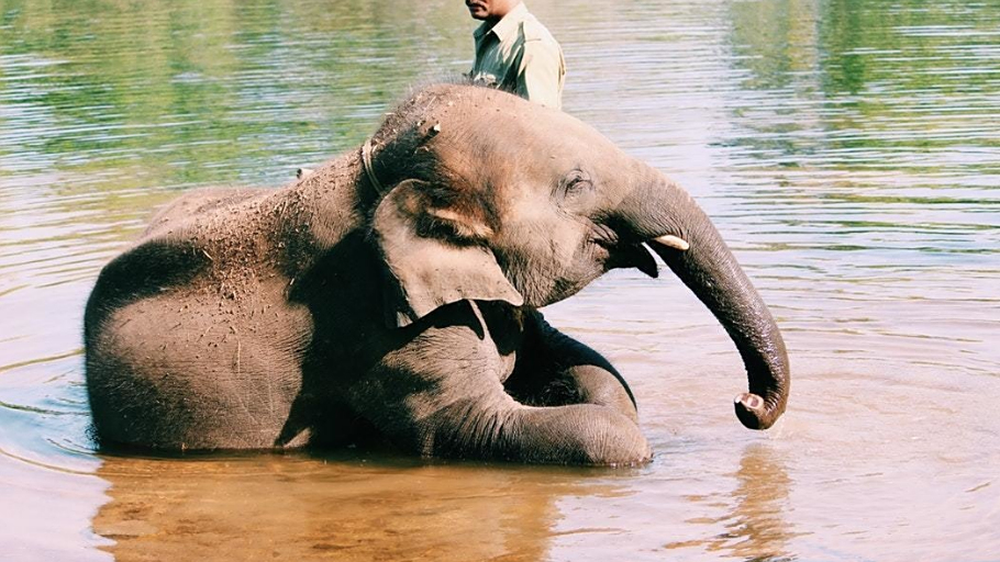 大象带着两个孩子去"探亲",8年后与救命恩人再聚,恩情永不忘