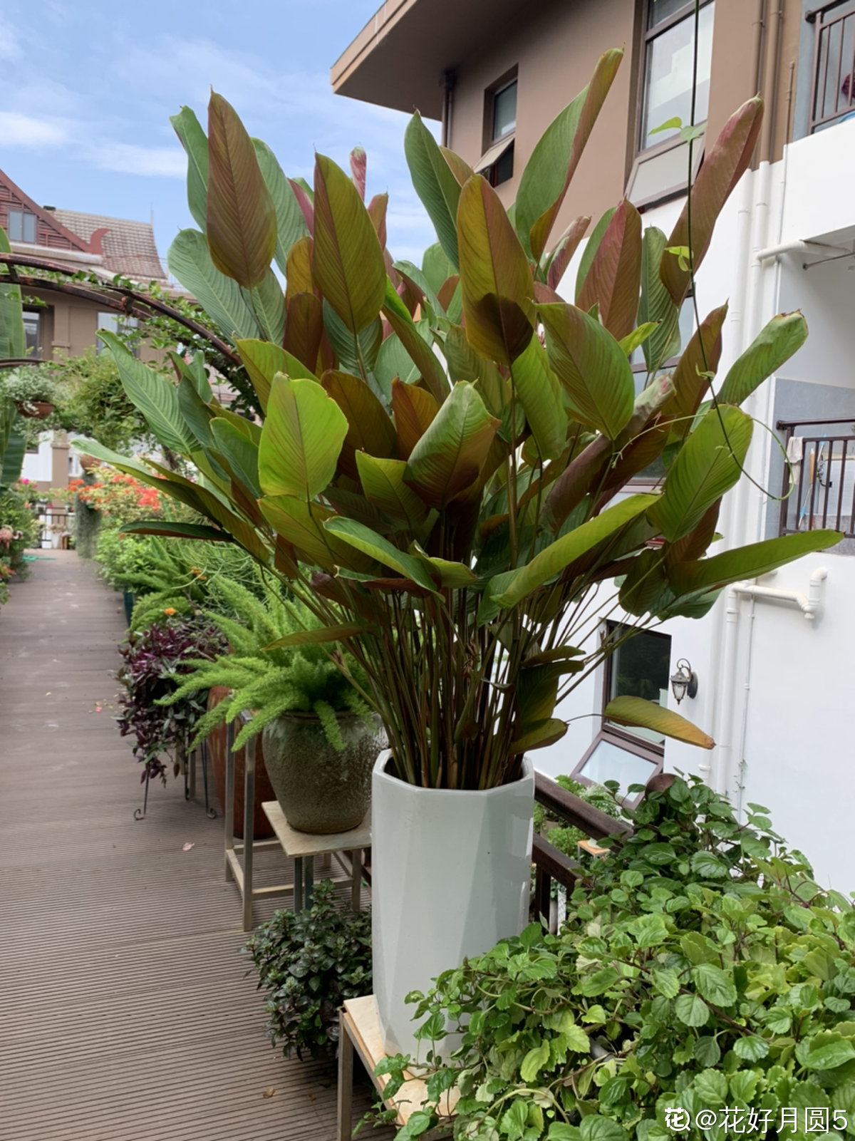 老两口花了一辈子积蓄,买了个郊区别墅养花,住了两年后悔了