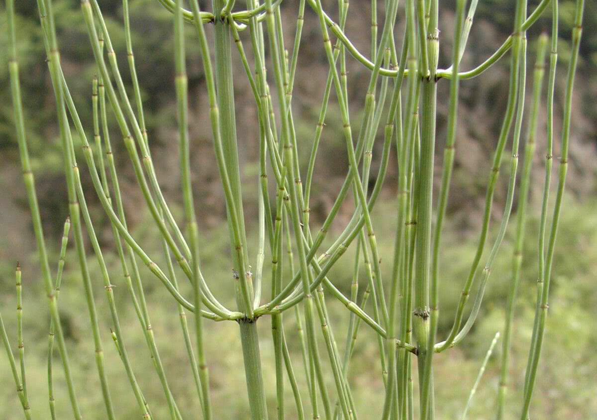 节节草 药用价值图片