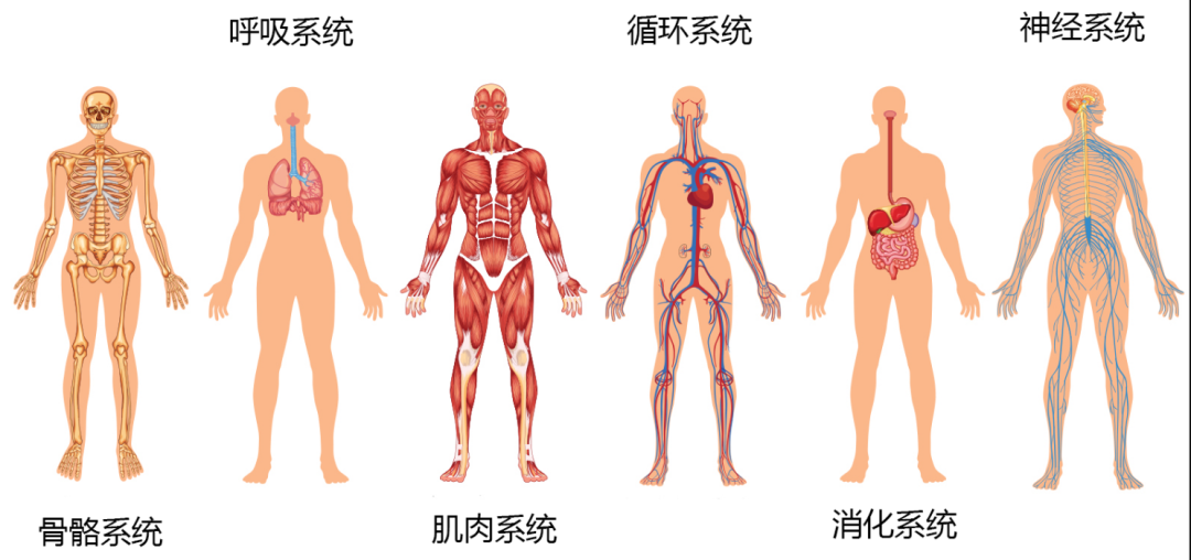 身体示意图全身图片