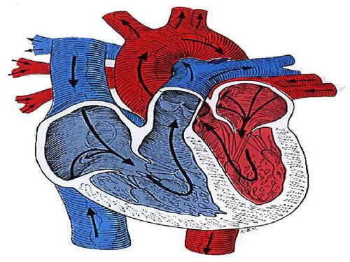 风湿性二尖瓣关闭不全,主要采用二尖瓣置换术,常见症状有心悸等