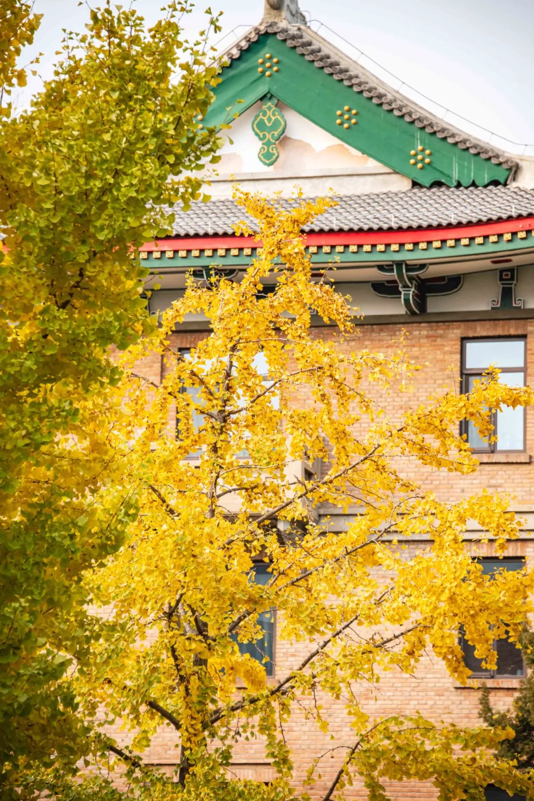 清华大学的秋:噢!叶!