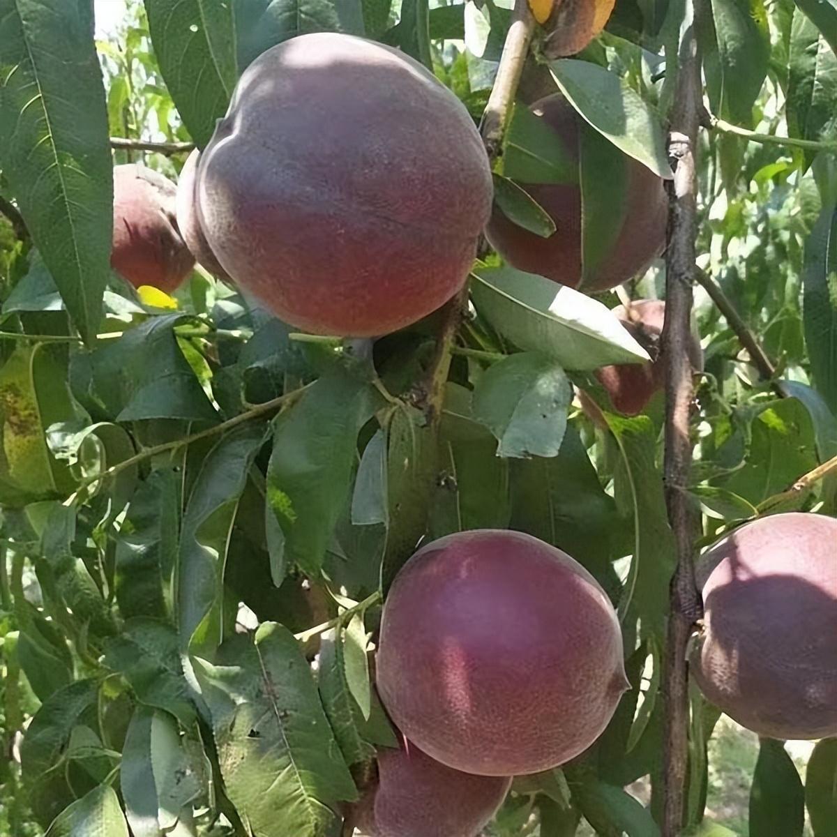 有院子就种棵"黑桃皇后",挂果很漂亮,味道香甜可口,营养丰富