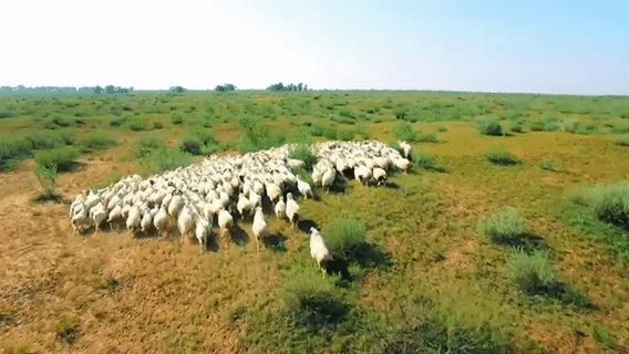 自由奔跑在这片天然牧场每天都追赶太阳天再高 心情一样奔放