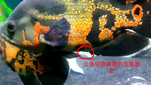 地图鱼怎么分公母对比