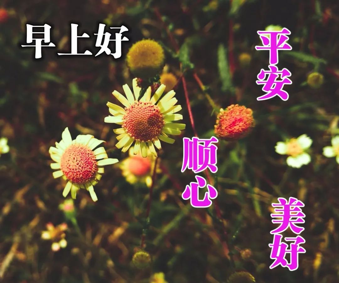 周五早上好问候表情包带字,阳光明媚的早安句子