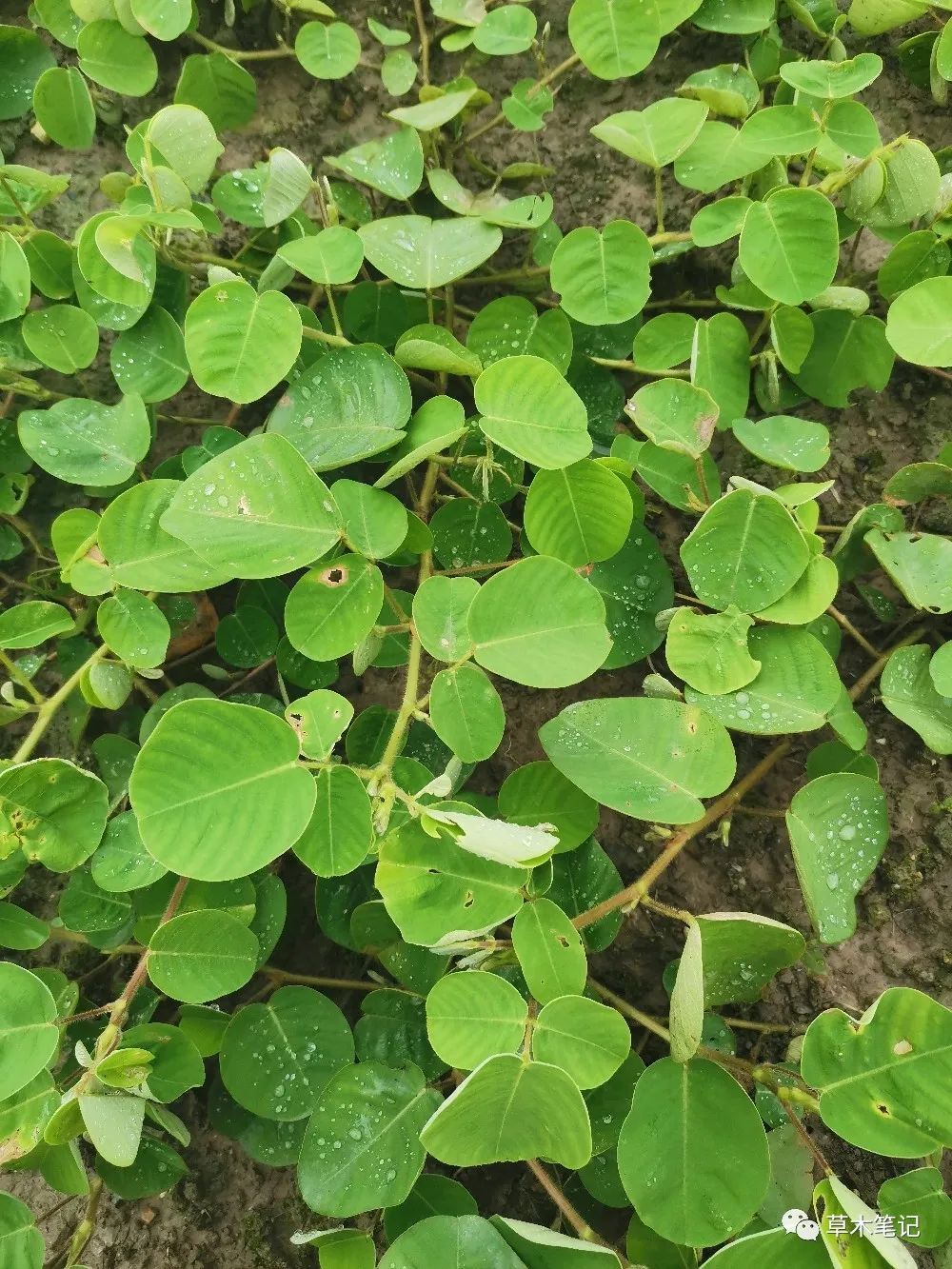 客家人俗称"假花生",它能治肾结石,野生三到五十块一斤