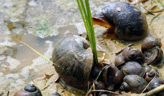 福寿螺是什么东西?