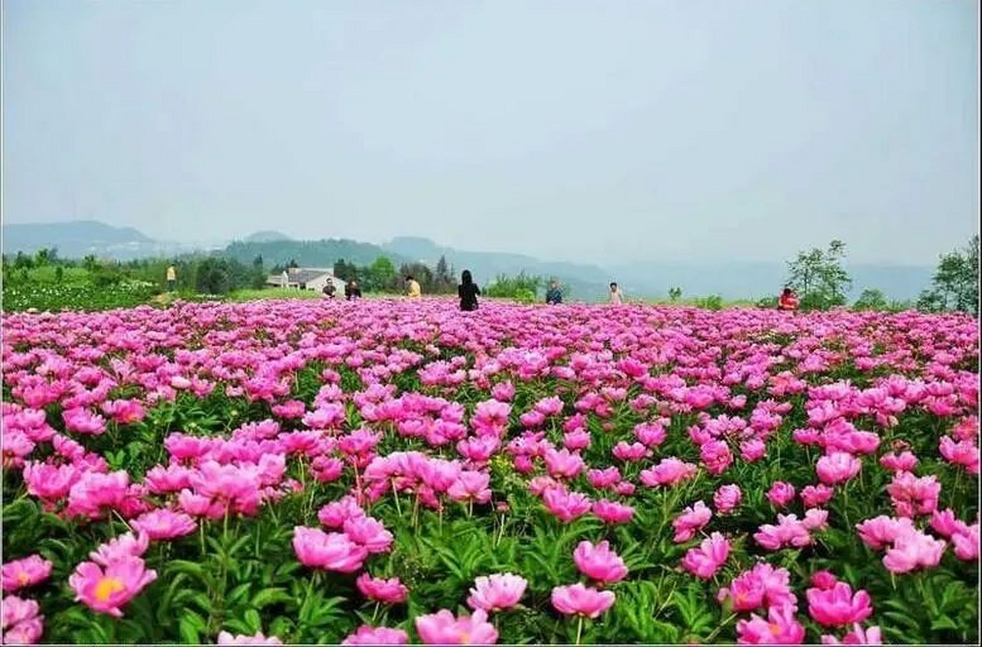 中江芍药谷风景区电话图片