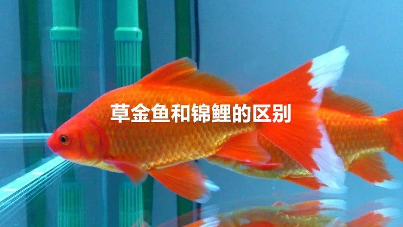 草金和锦鲤图片