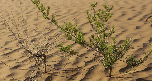 梭梭树种子萌发速度
