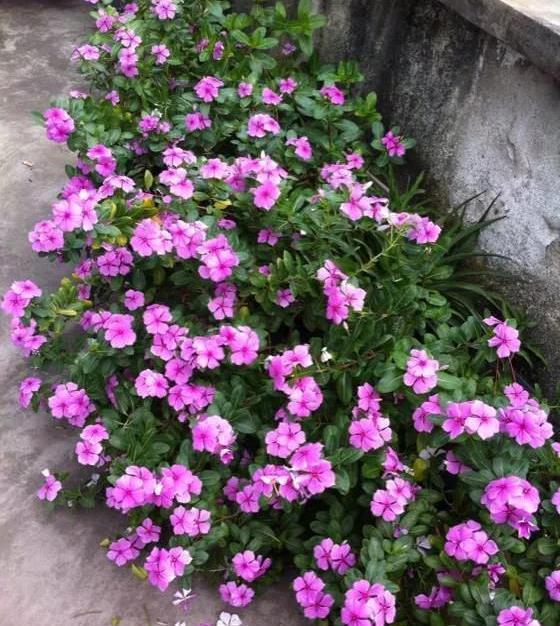 新手养花 建议从这5种开始 好养爱 开花 百科ta说