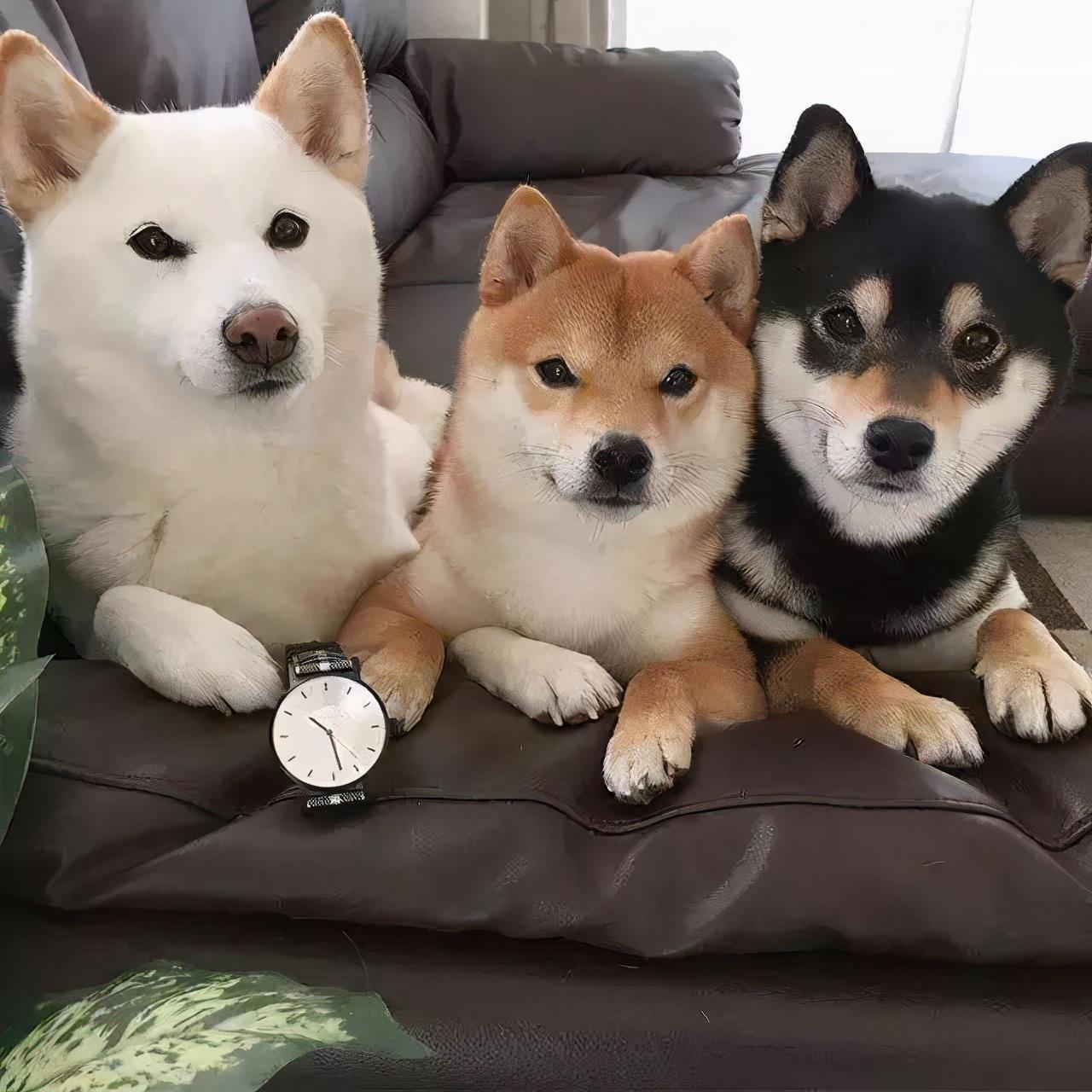 柴犬和土狗,到底有什么区别?这些对比很明显!