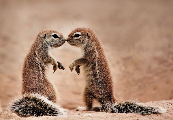 国际接吻日|动物cp玩亲亲甜炸啦!