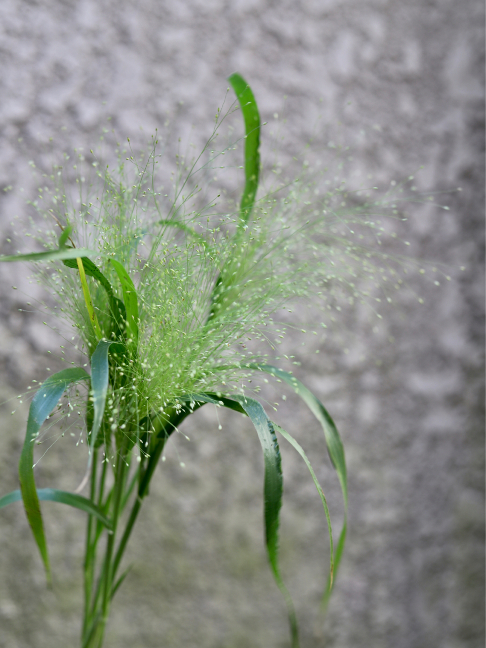 今日识花|花店日常使用的花材 花语集 喷泉草:爱如呼吸,时光磨砺后的