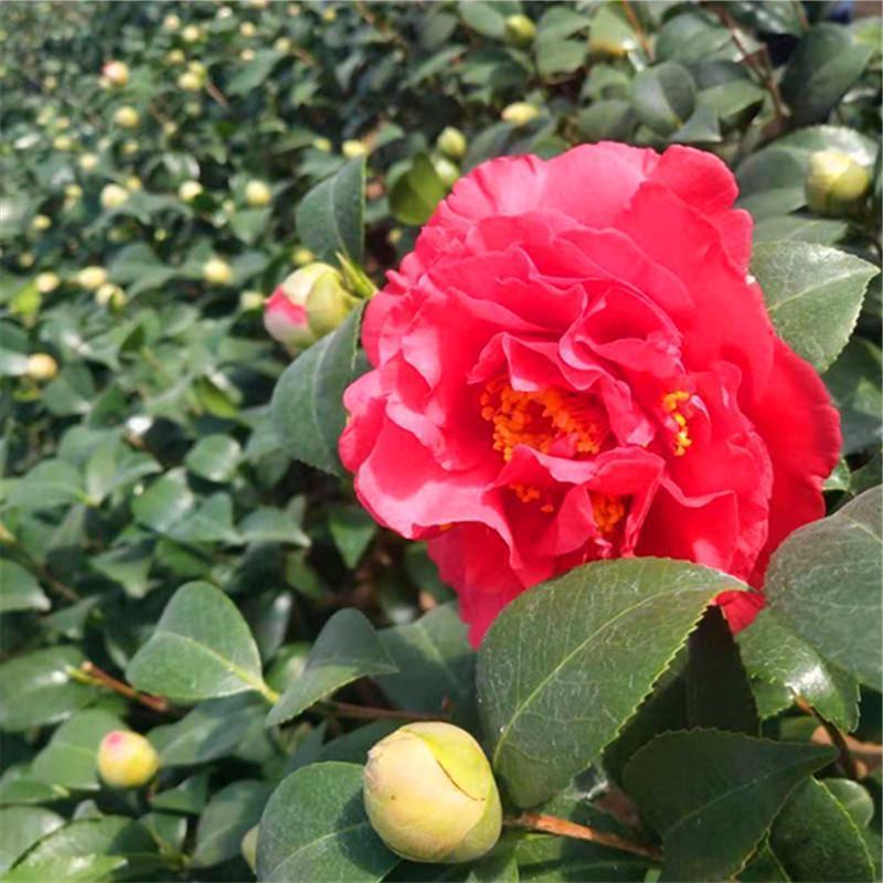 它比牡丹还美,零下15度冻不坏,香味扑鼻,被称"茶花皇后"