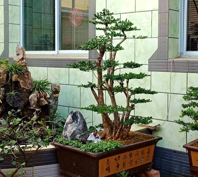 挖回来的黄杨盆景下山桩头假植冒出来的芽要不要抹掉?为什么?