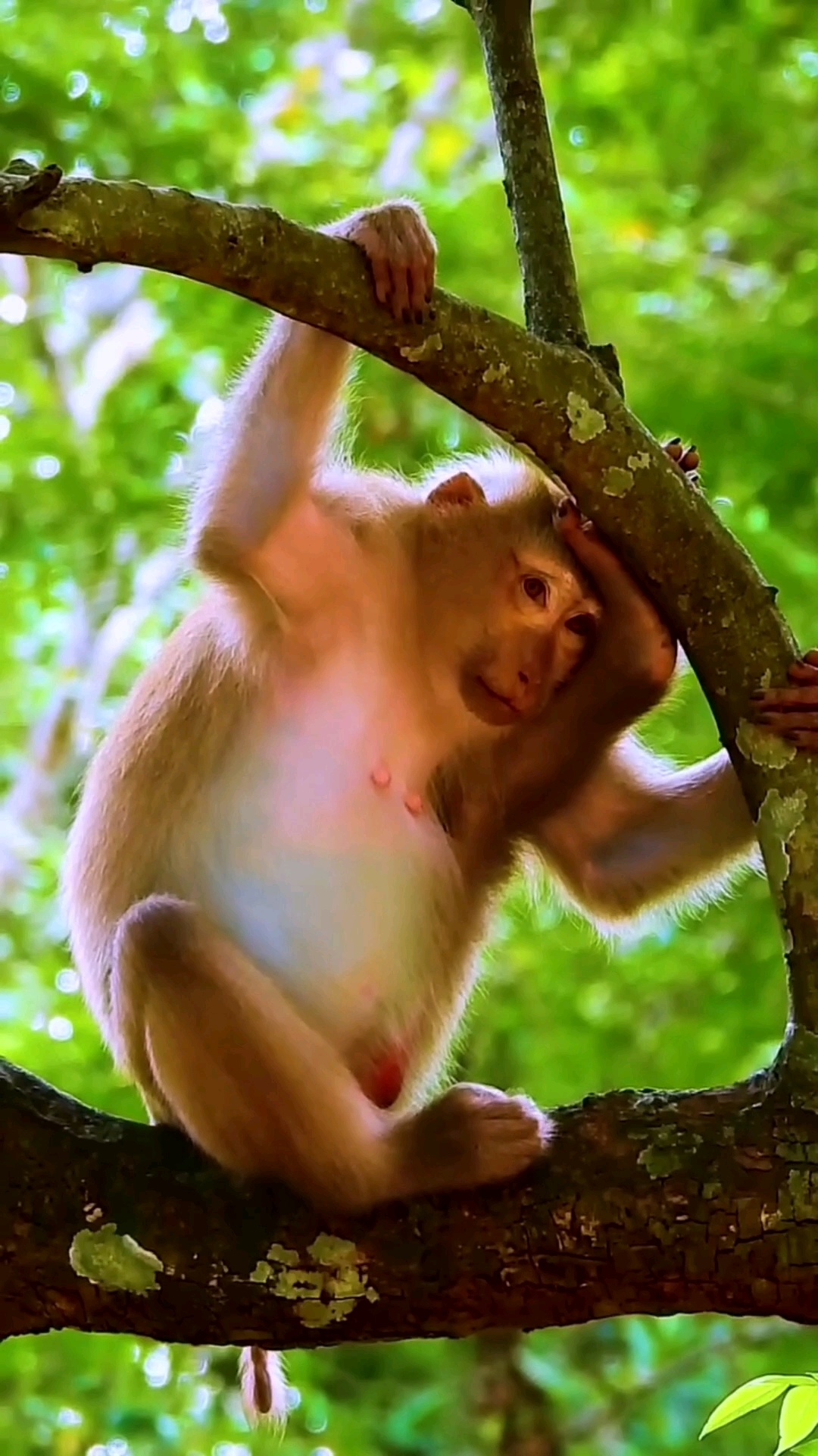 母猴乔斯怀上了瞌睡有些多,猜测下是公猴还是母猴.