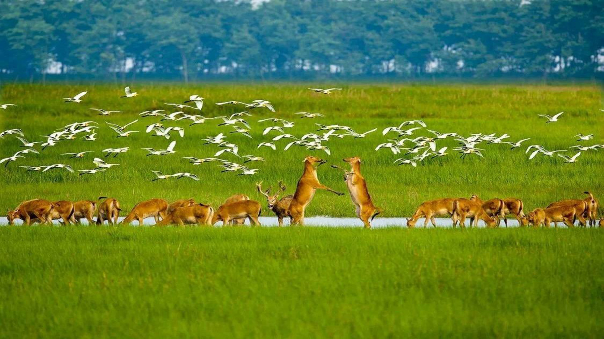 江苏又一景区走红,总面积超78000公顷,被称盐城"麋鹿王国"