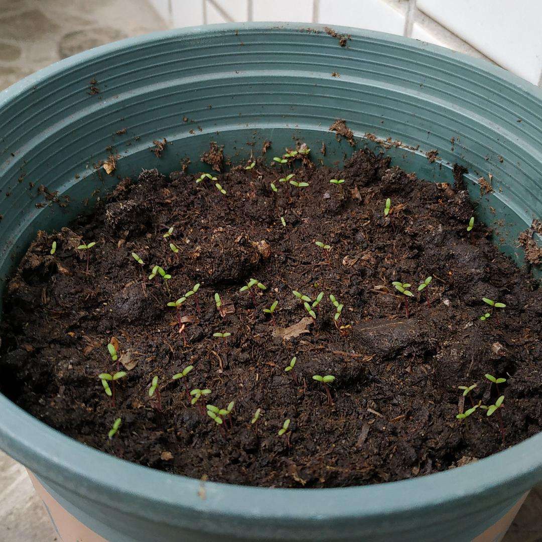 天气再热也要养盆太阳花,越热越开花,给点阳光就灿烂,充满生机