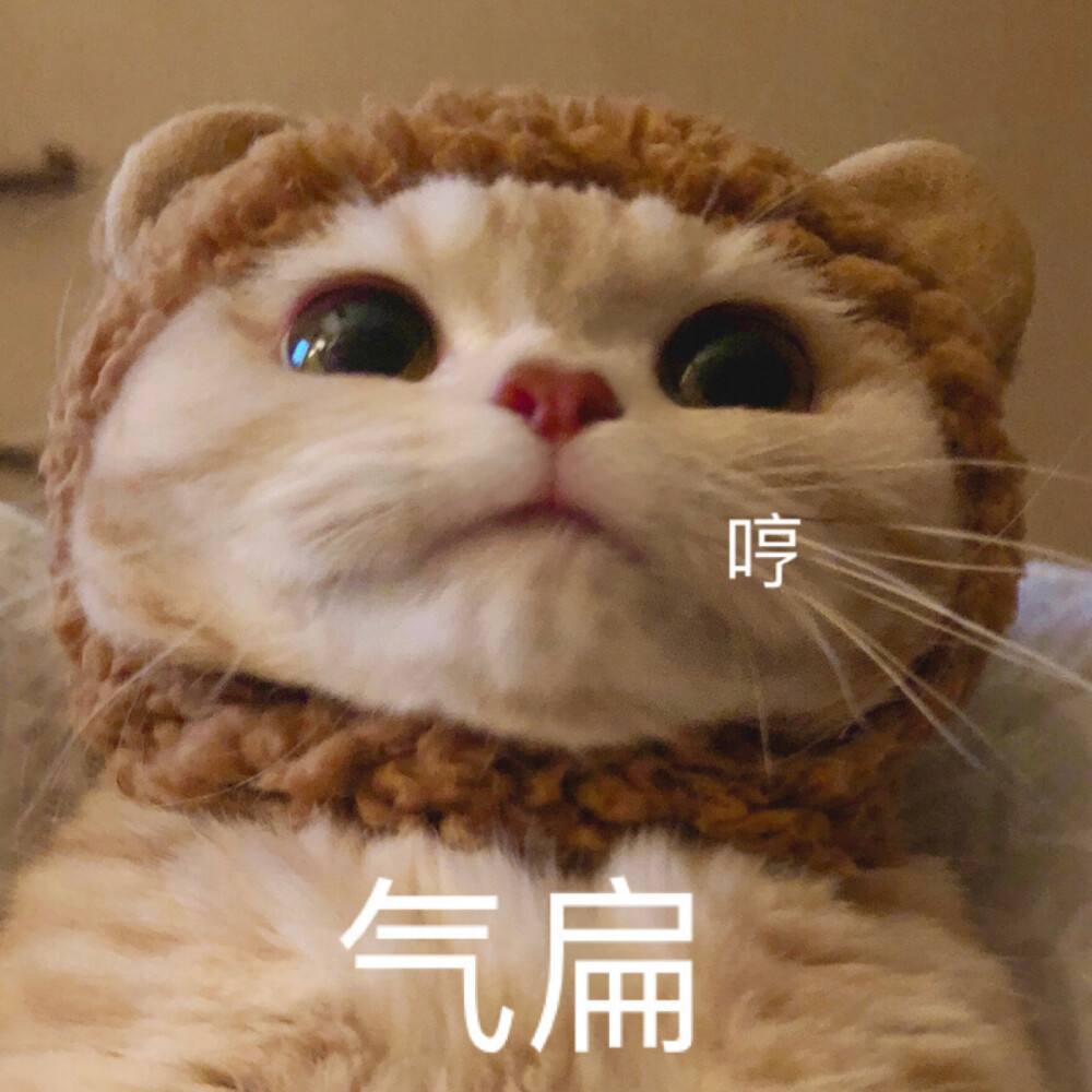 猫咪生气时