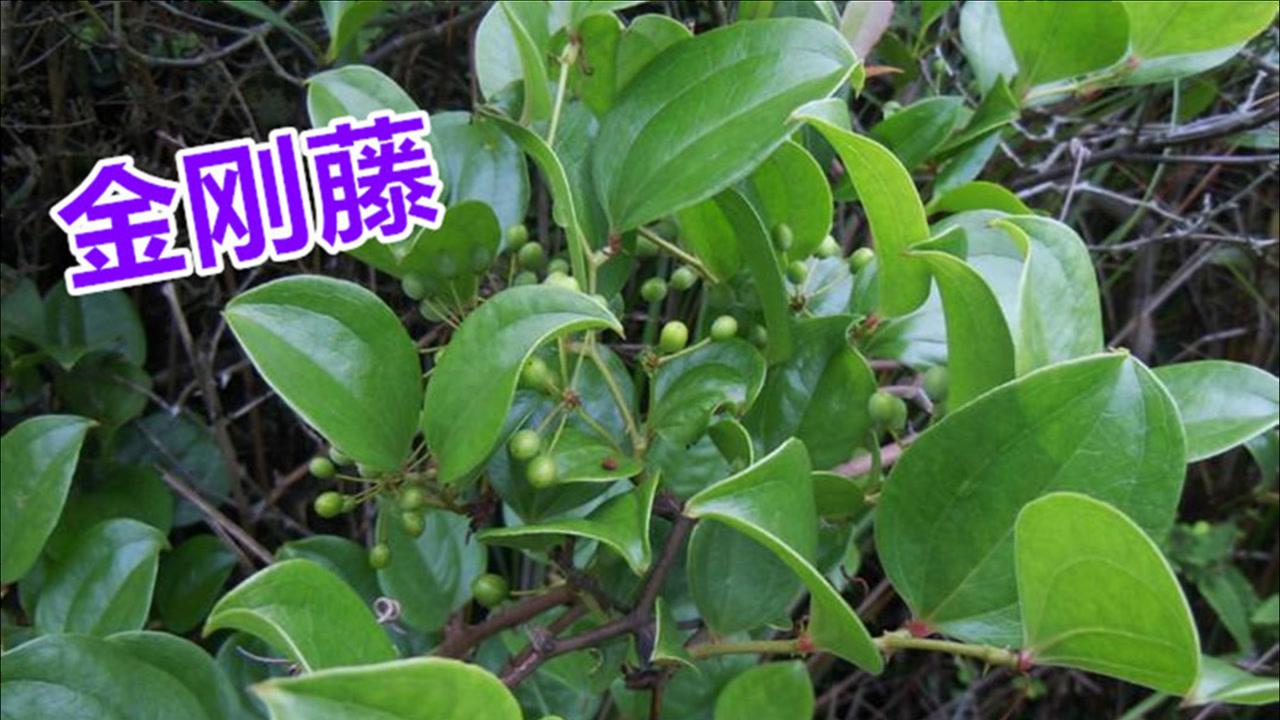 藤蔓植物有哪些图片图片